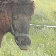 Shetlænder Snowball