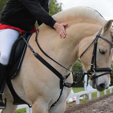 Fjordhest Milos Klattrup <3 #Dressur stjernen#