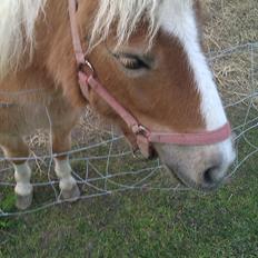 Shetlænder Flicka