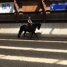 Dansk Varmblod Skovlys Devine -SOLGT-