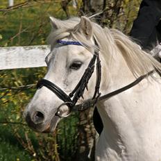 Welsh Pony (sec B)  l »Balou«