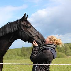 Dansk Varmblod Skovlys Devine -SOLGT-