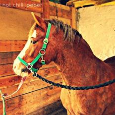 Welsh Pony af Cob-type (sec C) Red Hot Chilli Pepper