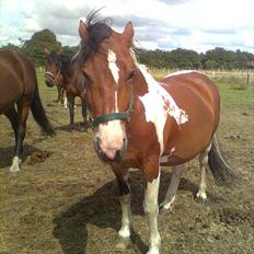 Anden særlig race Mille (Pensioneret)