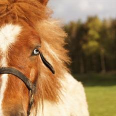 Shetlænder Gantii <3