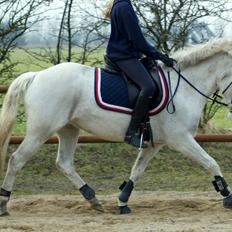 New Forest V. Stenhedens Tinni