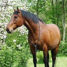 Finsk Varmblod † Rony †