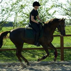 Dansk Varmblod Nørremarkens Filippa
