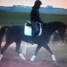 Dansk Varmblod Nørremarkens Filippa