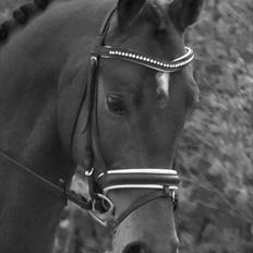 Dansk Varmblod Allegro