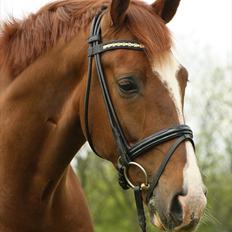 Dansk Varmblod Don Crusador II