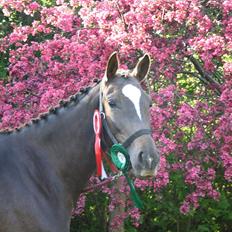 Trakehner Protein Firfod