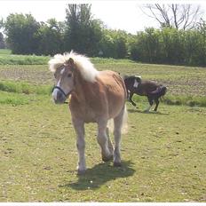 Tyroler Haflinger Nuser.