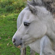Welsh Mountain (sec A) Liljelund´s Angelina
