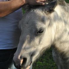 Welsh Mountain (sec A) Liljelund´s Angelina