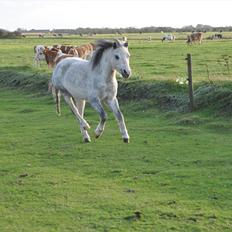 Welsh Mountain (sec A) Liljelund´s Angelina