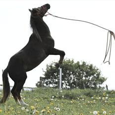 Welsh Pony (sec B) Stendyssens Sunshine