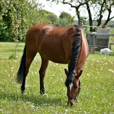 Anden særlig race Clarikken