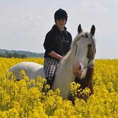 Irish Cob | Kenzo's Lacrosse *Krølle* - SOLGT!