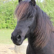 Islænder Bliða hedelund