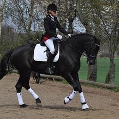 Dansk Varmblod Amy<3 Stjerne på himlen <3