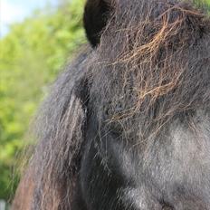 Shetlænder Ronja <3 Savnet!