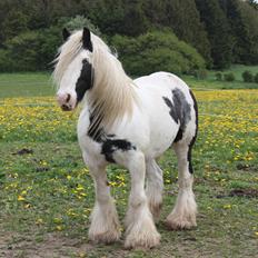 Irish Cob Houdini