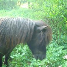 Shetlænder Malte (red)