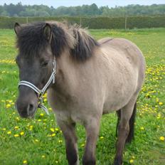 Islænder Ála fra Gåsehavegaard 