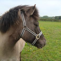 Islænder Ála fra Gåsehavegaard 