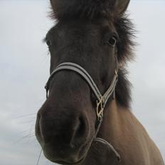 Islænder Ála fra Gåsehavegaard 