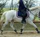 New Forest V. Stenhedens Tinni