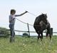 Welsh Pony (sec B) Stendyssens Sunshine