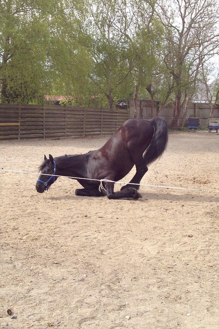 Frieser Luis - Foto: Louise Heilmann K Sørensen (mig) billede 5