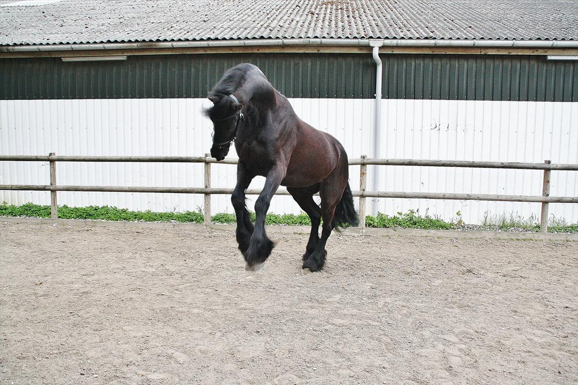 Frieser Luis - Foto: Louise Heilmann K Sørensen (mig) billede 13