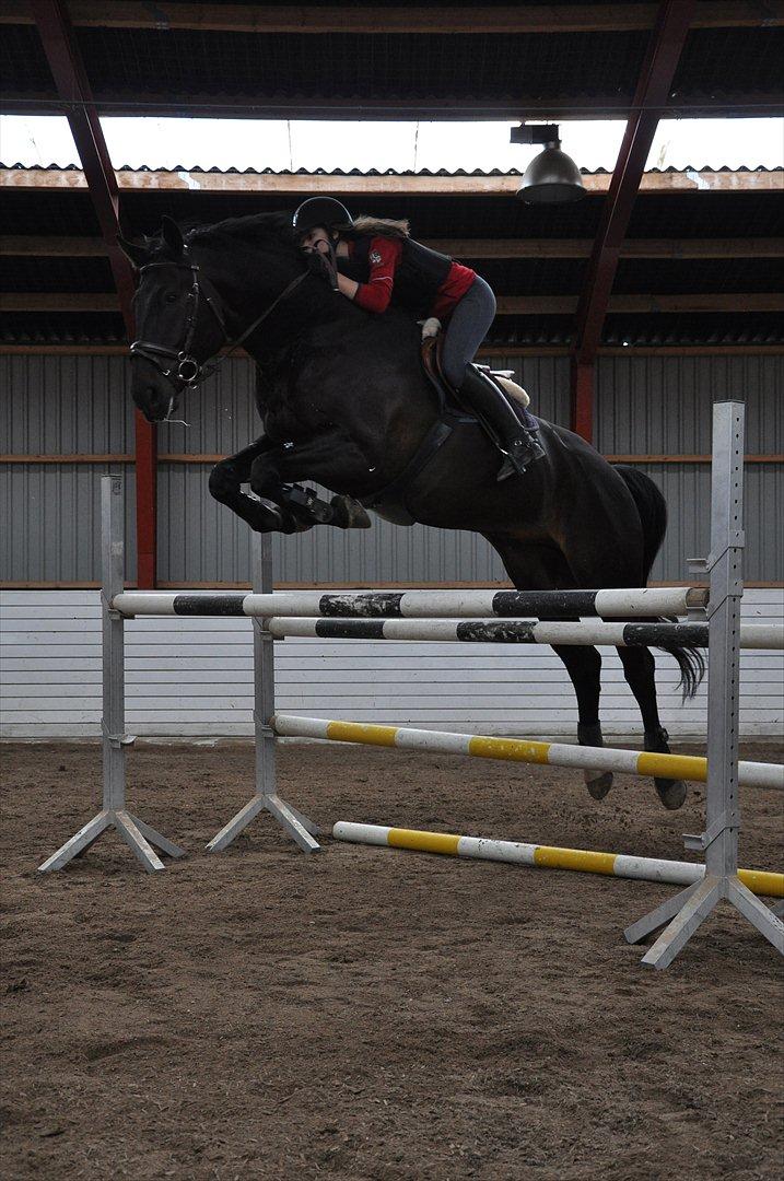 Hannoveraner Enrico - Enrico over 130 cm!<3 Den er for NICE! billede 8