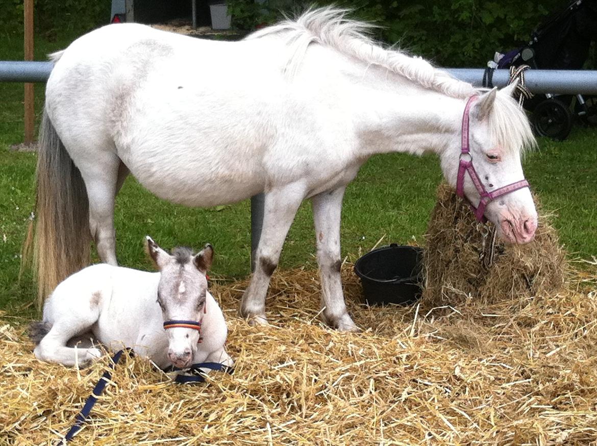 Knabstrupper Rughavens Maj - Maj til Fjerritslev dyrskue m. føl. billede 3