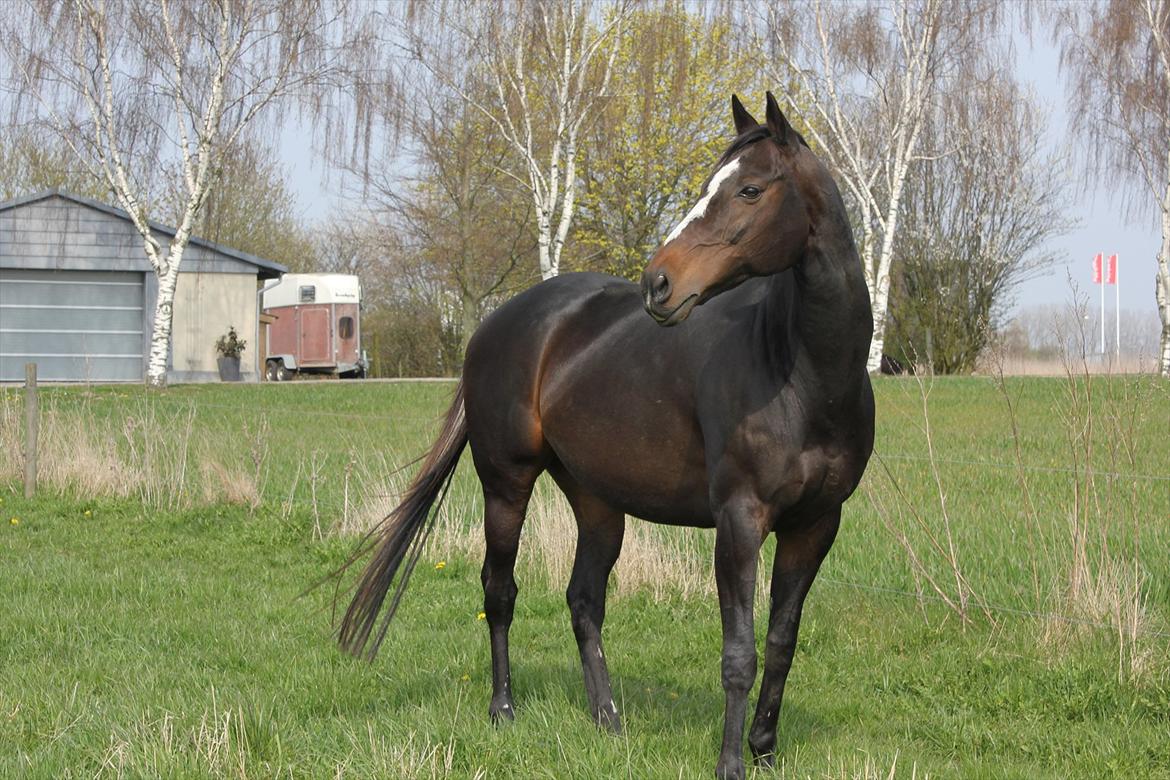 Fuldblod (XX) **Kat-o xx (Den)** billede 16