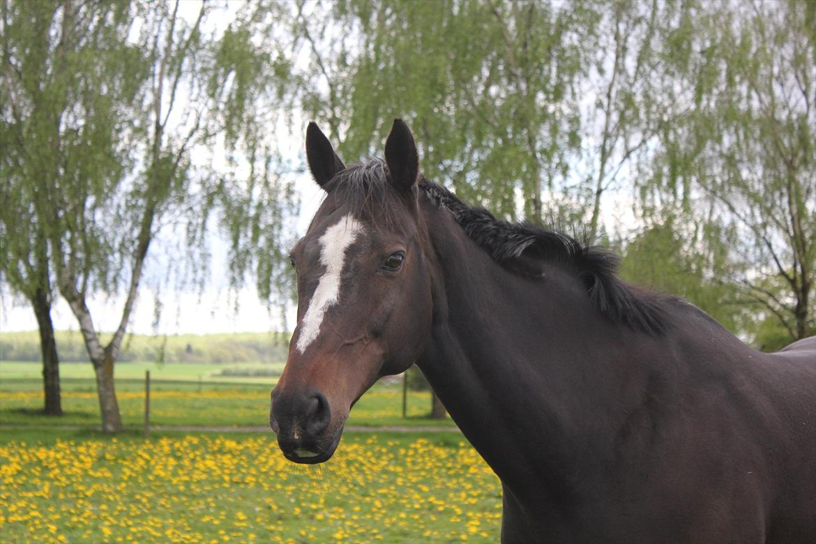 Fuldblod (XX) **Kat-o xx (Den)** billede 17