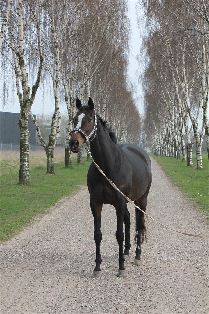 Fuldblod (XX) **Kat-o xx (Den)** billede 5