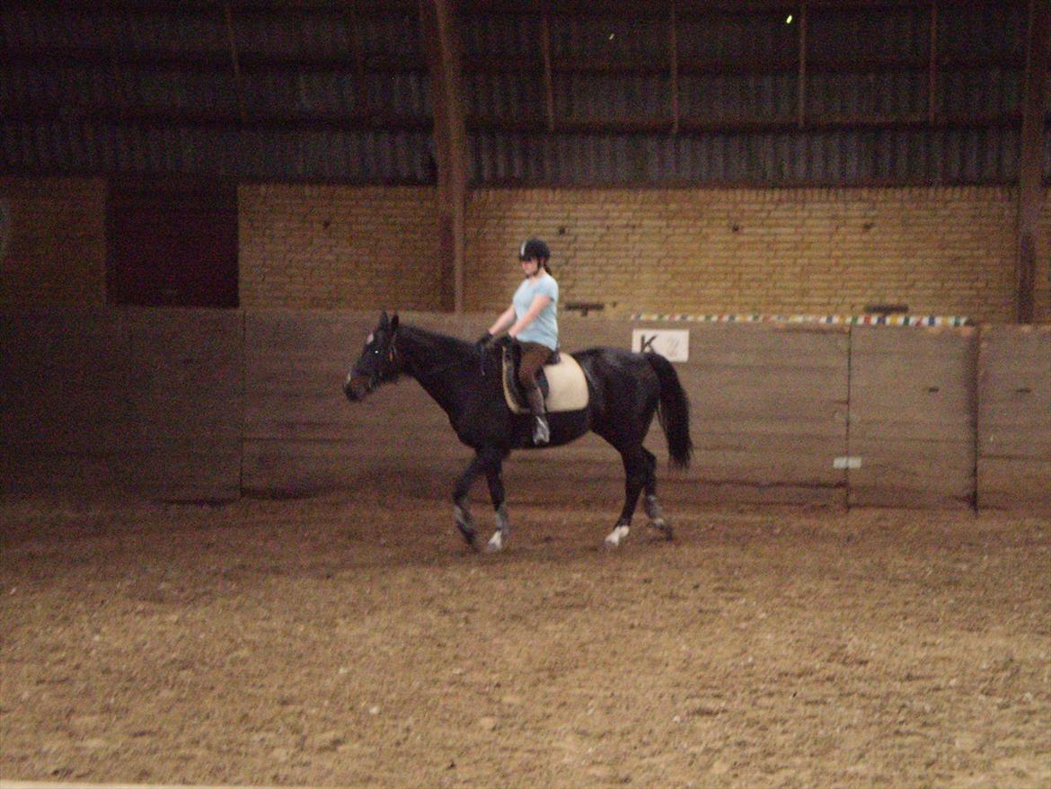 Dansk Varmblod Baronessen *Elevhest* (Har redet) billede 16