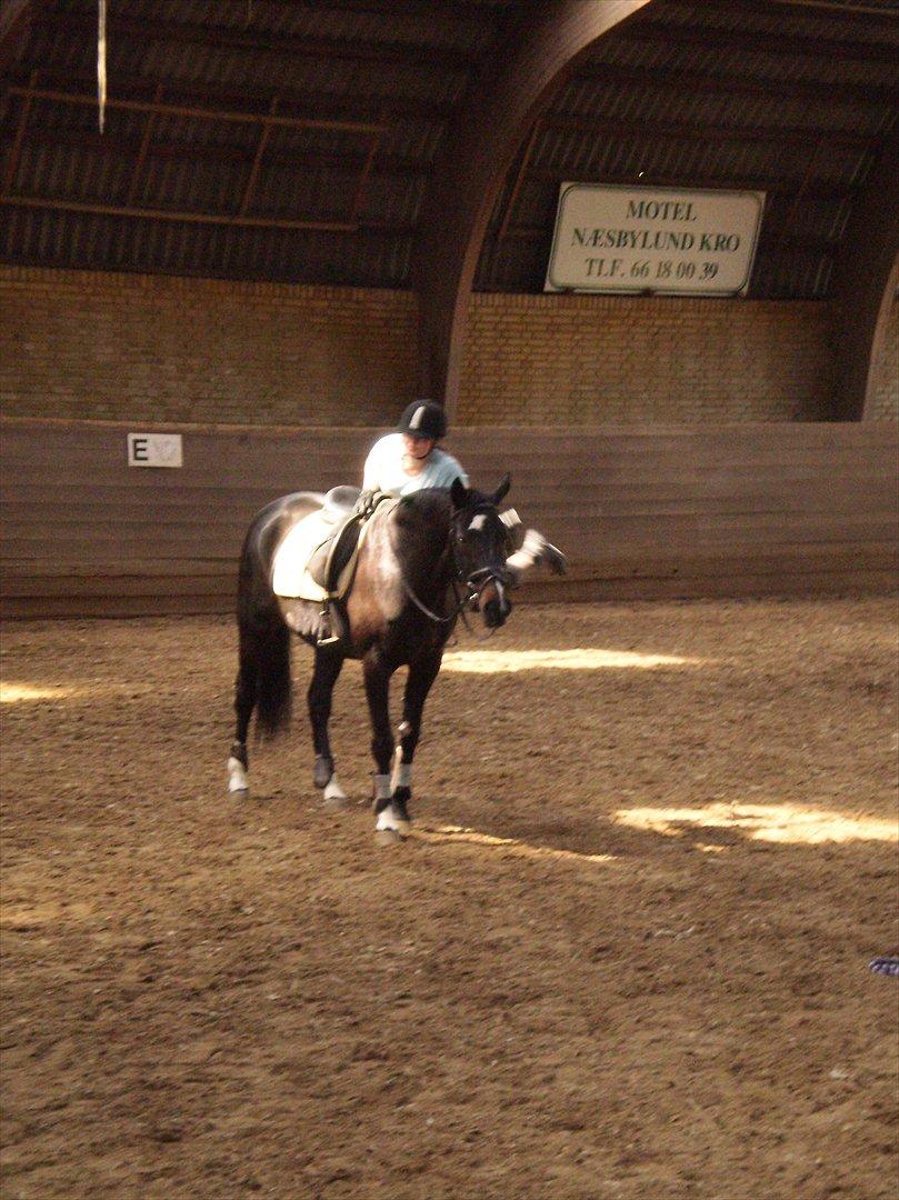 Dansk Varmblod Baronessen *Elevhest* (Har redet) - Hop:D billede 17