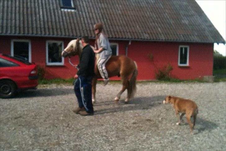 Haflinger Alladin - Første gang med rytter, mig. billede 15