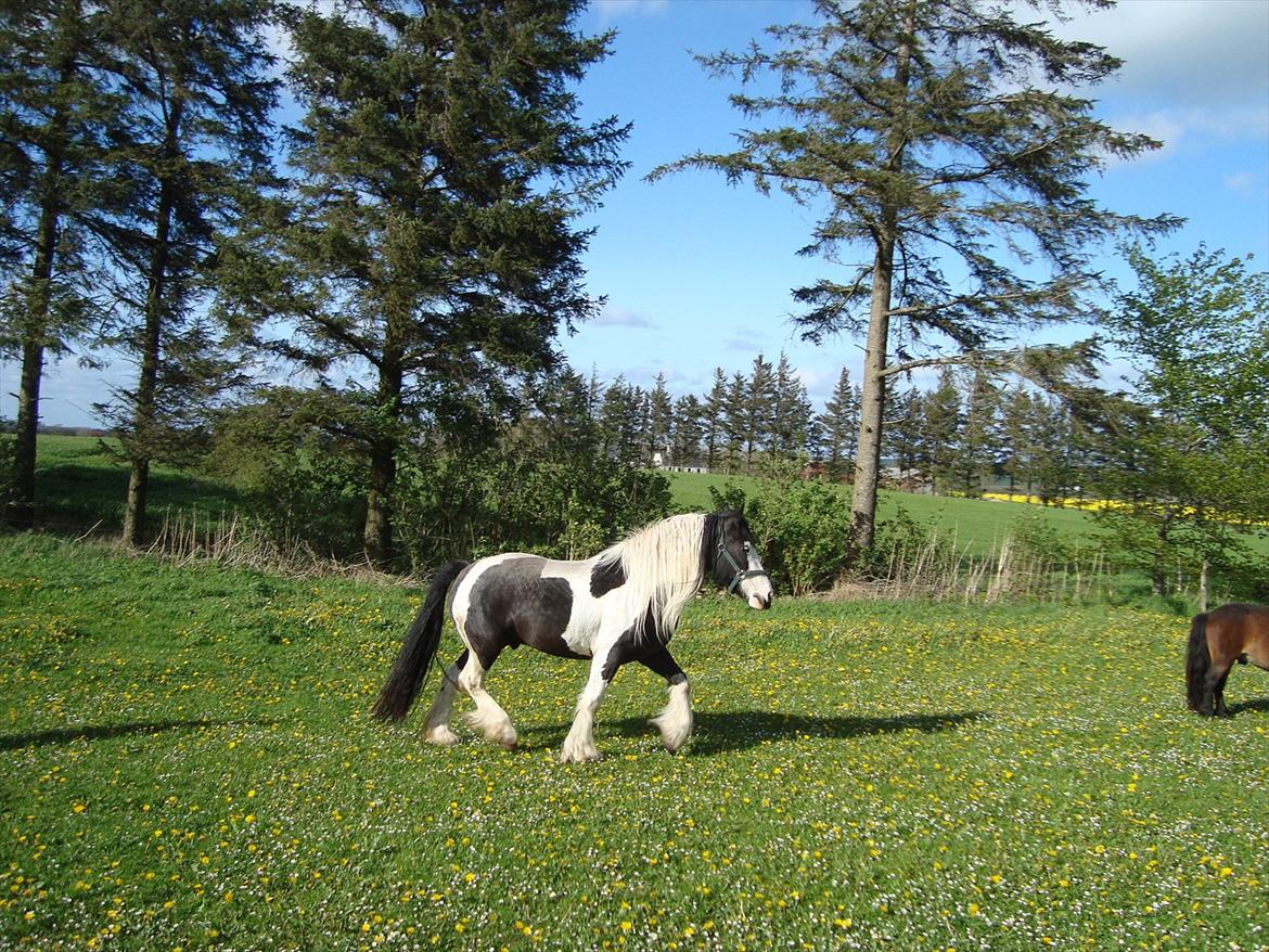 Irish Cob Viggo Hiiri Solgt. - Møgbeskidt Viggo idag den 17/5 2012. billede 1
