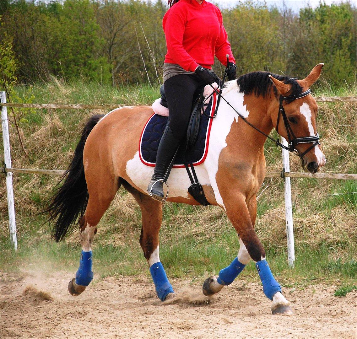 Anden særlig race Lunderskovs Whats Me *Baby* billede 4