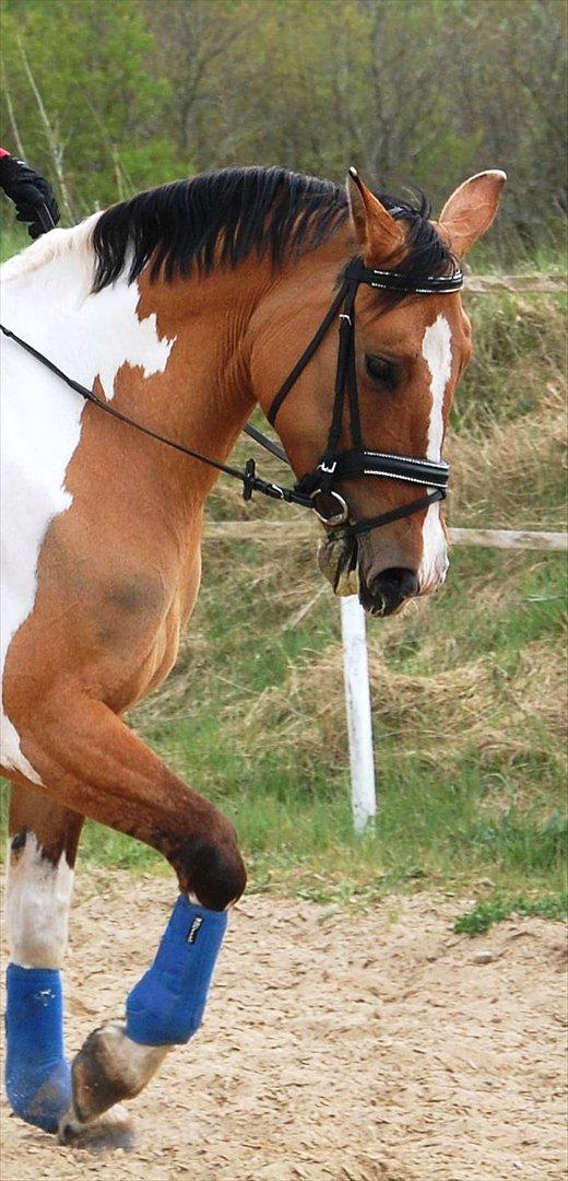 Anden særlig race Lunderskovs Whats Me *Baby* billede 13