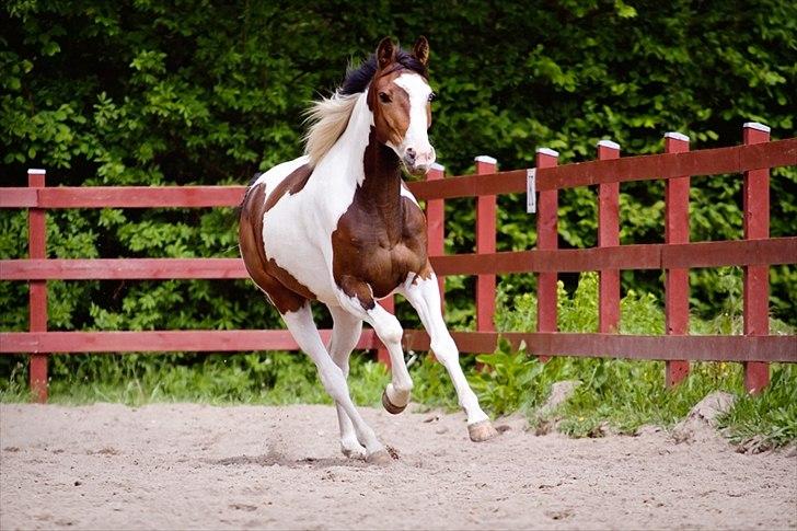 Pinto Berlian Kasar - Maj 2012 billede 15