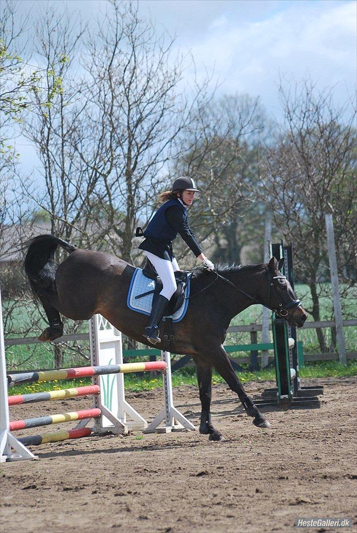 Anden særlig race Haahr's Cassio (Tidl. Lånehest) - LE spring.
Første stævne sammen. 
HARK, 13.05.2012.
Foto: SARA JOHANSEN :-)) billede 12