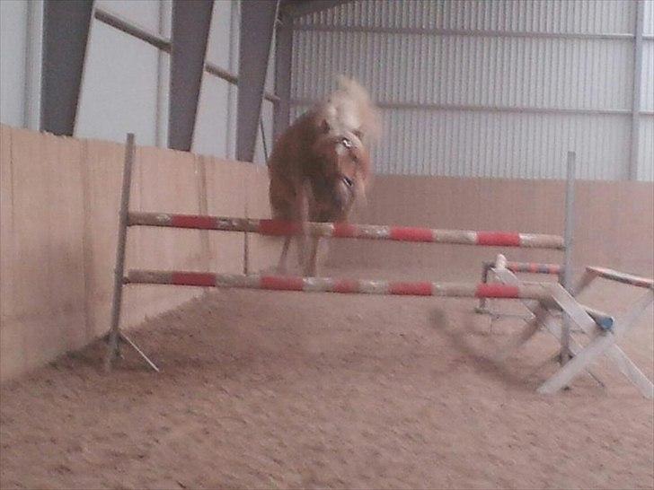 Tyroler Haflinger Stranor - Springet er 110 cm. :* billede 18