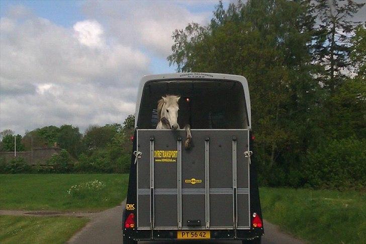 Welsh Mountain (sec A) asterix <3 solgt:-( - ikke den bedste trailerkører !;) 
(Der skete ikke noget) billede 5